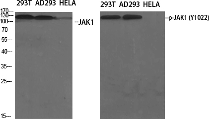 Anti-Phospho-JAK1 (Tyr1022) Rabbit pAb