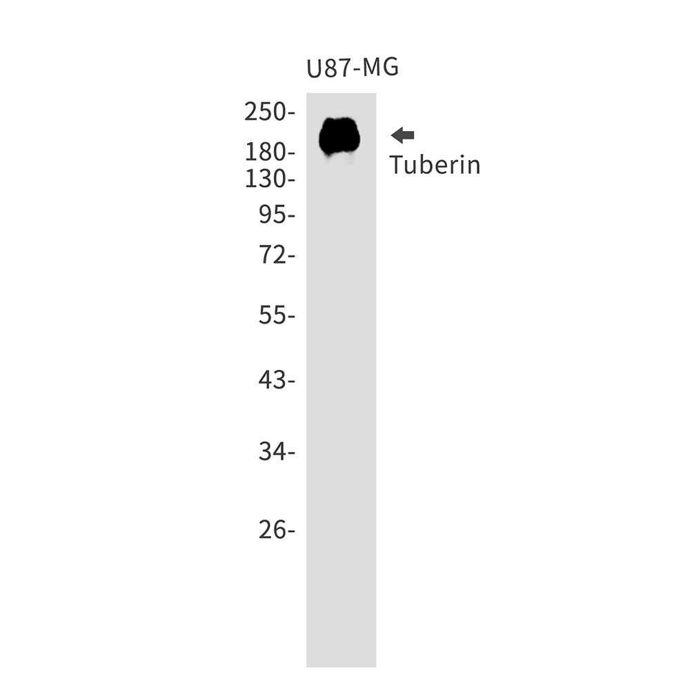 Anti-Tuberin Rabbit pAb