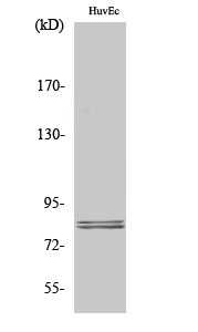 Anti-Hormone Sensitive Lipase Rabbit pAb
