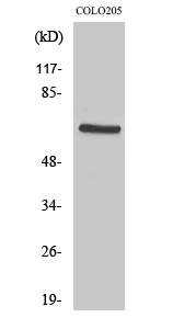 Anti-PDPK1 Rabbit pAb