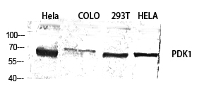 Anti-PDPK1 Rabbit pAb