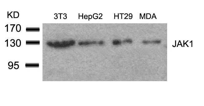 Anti-JAK1 Rabbit pAb
