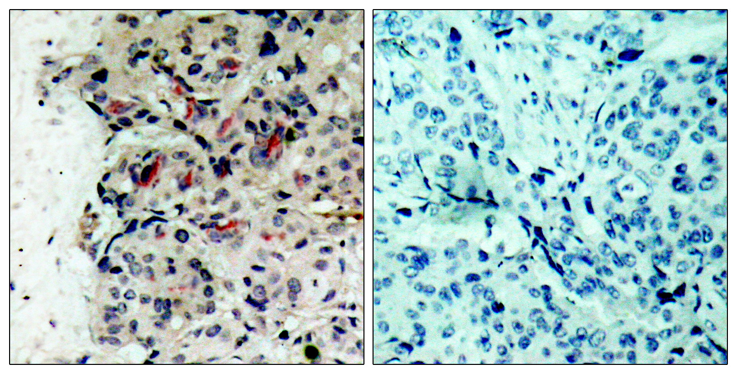 Anti-JAK1 Rabbit pAb