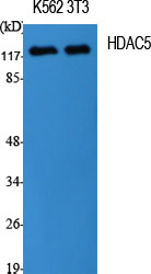Anti-HDAC5 Rabbit pAb