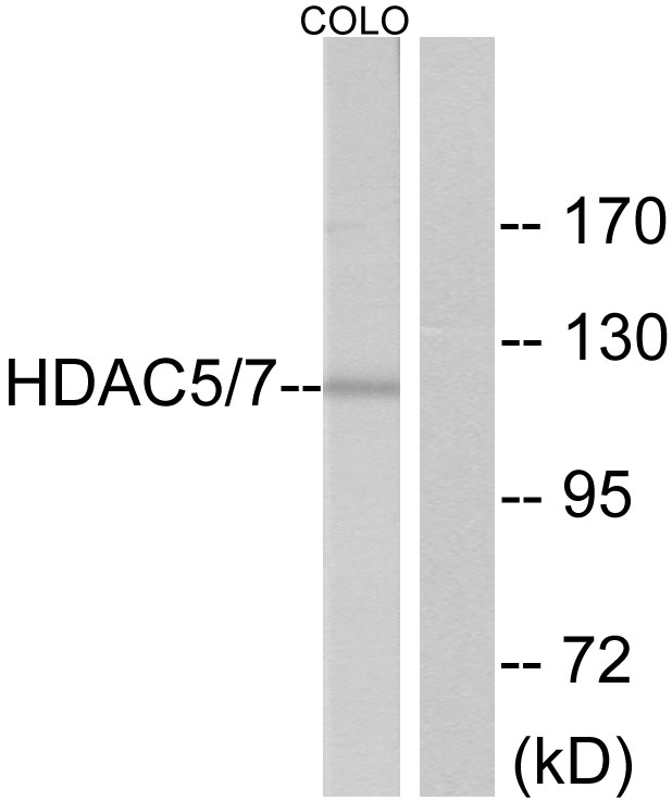 Anti-HDAC5 Rabbit pAb