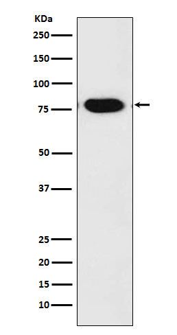 Anti-c-Rel Rabbit pAb