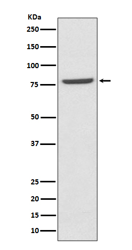 Anti-Mre11 Rabbit pAb