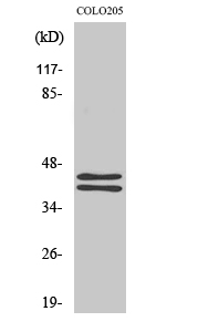 Anti-ERK1/2 Rabbit pAb