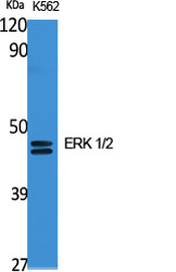 Anti-ERK1/2 Rabbit pAb