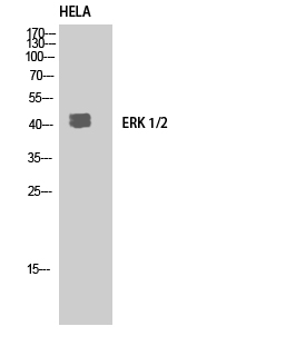 Anti-ERK1/2 Rabbit pAb
