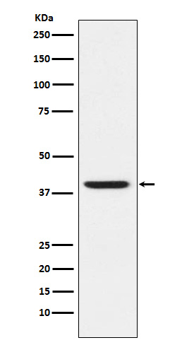 Anti-RING2 Rabbit pAb