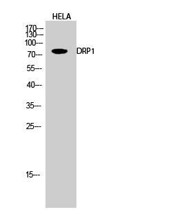 Anti-DRP1 Rabbit pAb