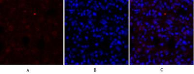 Anti-DRP1 Rabbit pAb