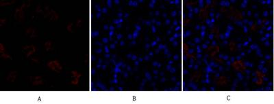 Anti-DRP1 Rabbit pAb