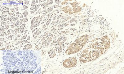 Anti-DRP1 Rabbit pAb