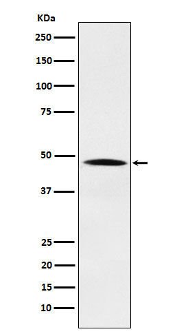 Anti-NCK1 Rabbit pAb
