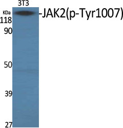 Anti-Phospho-JAK2 (Tyr1007) Rabbit pAb