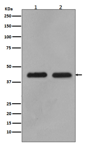 Anti-MEK1/2 Rabbit pAb