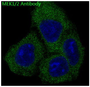Anti-MEK1/2 Rabbit pAb