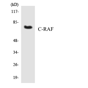 Anti-Raf1 Rabbit pAb