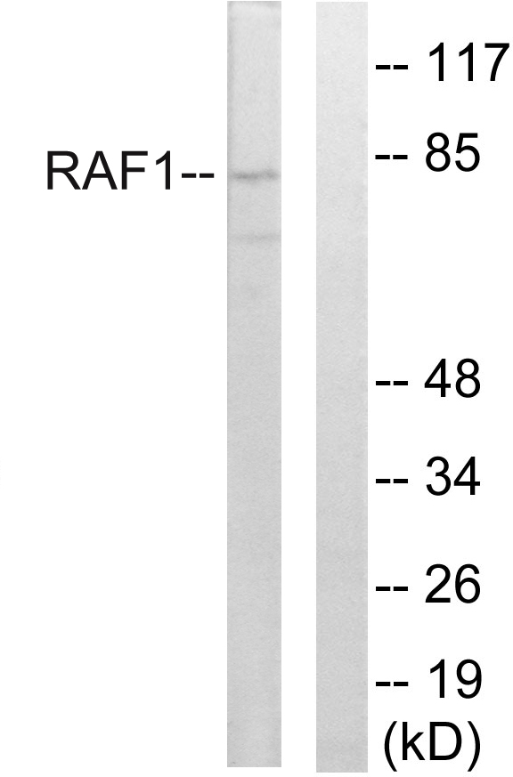 Anti-Raf1 Rabbit pAb