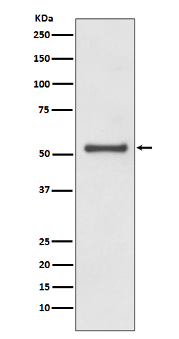 Anti-Cyclin A1/A2 Rabbit pAb