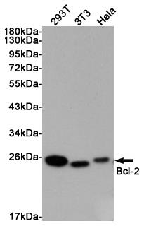 Anti-Bcl2 Rabbit pAb