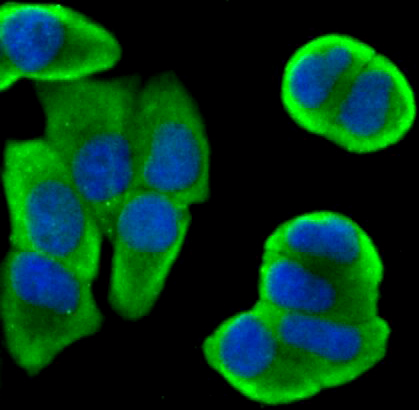 Anti-Bcl2 Rabbit pAb