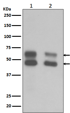 Anti-CaMKII Rabbit pAb