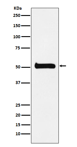 Anti-ULK3 Rabbit pAb