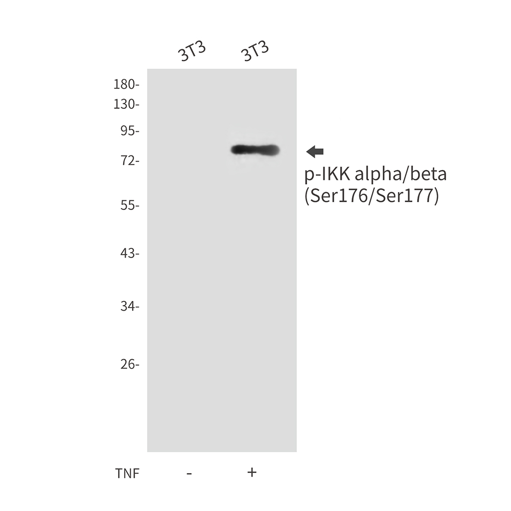 Anti-Phospho-IKK alpha/beta (Ser176/Ser177) Rabbit pAb