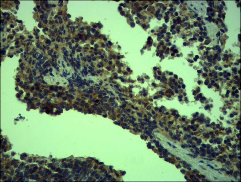Anti-Toll-Like Receptor 4 Rabbit pAb