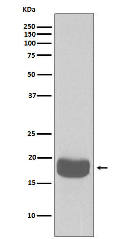 Anti-4E-BP1 Rabbit pAb