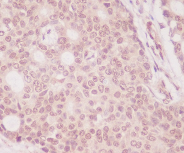 Anti-4E-BP1 Rabbit pAb