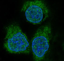 Anti-4E-BP1 Rabbit pAb