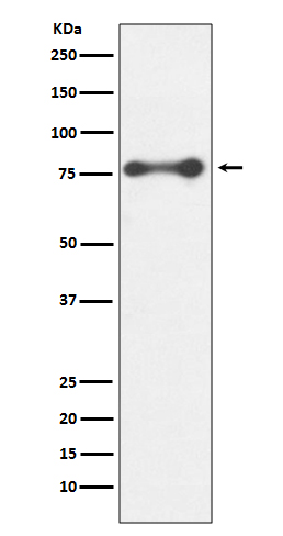 Anti-PKC delta Rabbit pAb