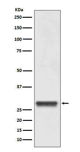 Anti-14-3-3 Rabbit pAb