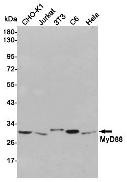 Anti-MyD88 Rabbit pAb