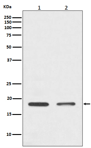 Anti-Histone H3 Rabbit pAb