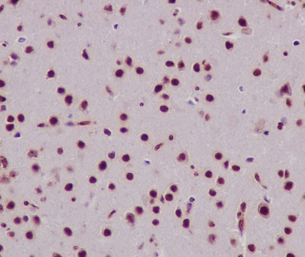 Anti-Histone H3 Rabbit pAb
