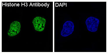 Anti-Histone H3 Rabbit pAb