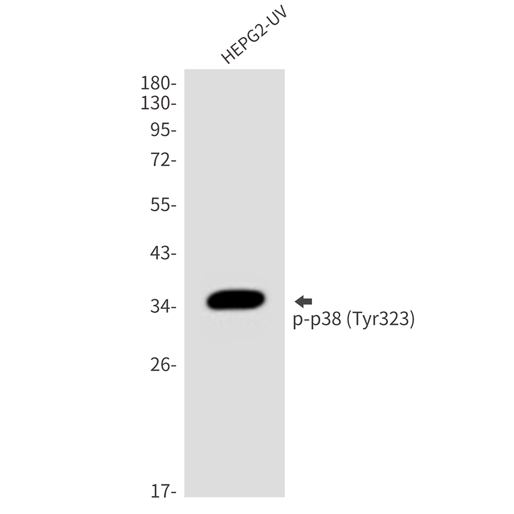Anti-Phospho-p38 (Tyr323) Rabbit pAb