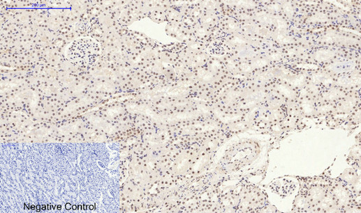 Anti-Phospho-p38 (Tyr323) Rabbit pAb
