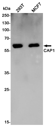 Anti-CAP1 Rabbit pAb