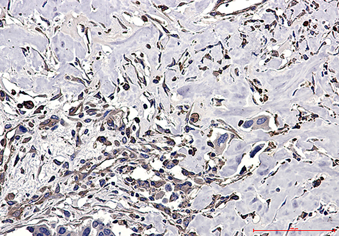Anti-CAP1 Rabbit pAb