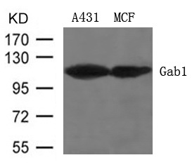 Anti-GAB1 Rabbit pAb