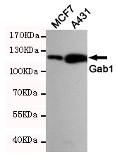 Anti-GAB1 Rabbit pAb