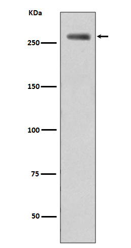 Anti-Phospho-LRRK2 (Ser395) Rabbit pAb