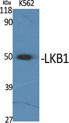 Anti-LKB1 Rabbit pAb