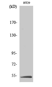 Anti-LKB1 Rabbit pAb
